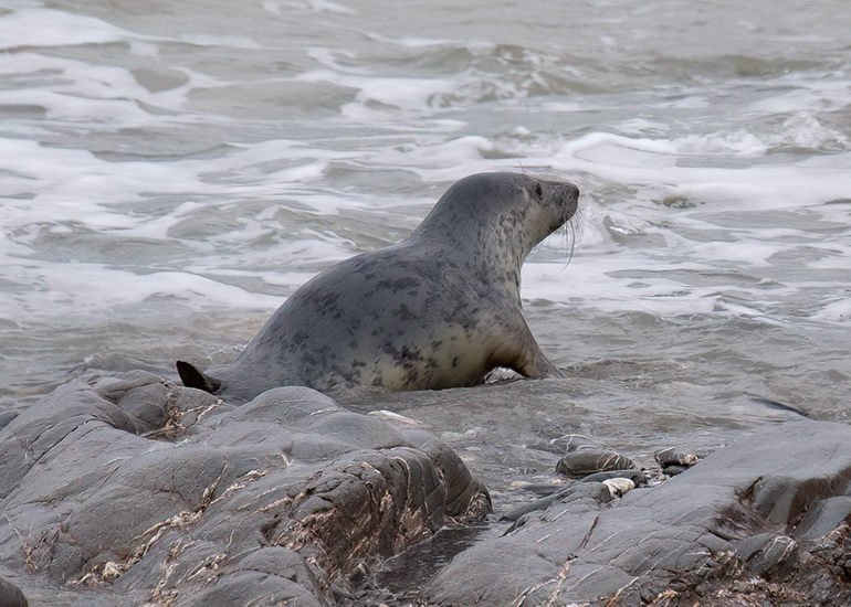 Seal Release - 24th December 2025