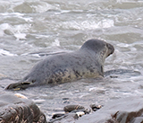 Seal Release - 24th December 2025