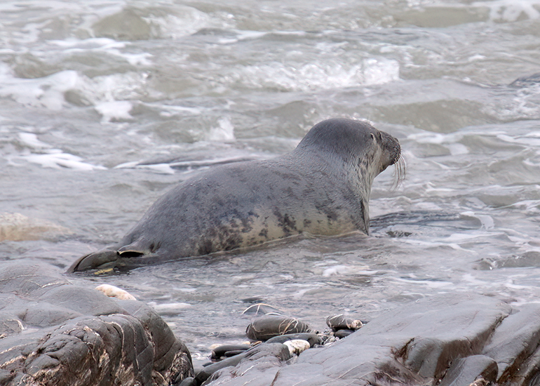 Seal Release - 24th December 2025