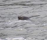 Seal Release - 24th December 2025