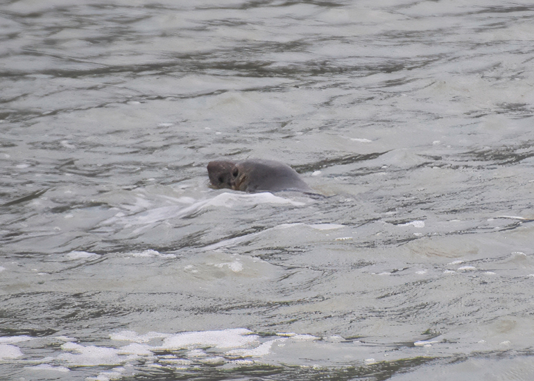 Seal Release - 24th December 2025