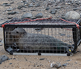 Seal Release - 24th December 2025