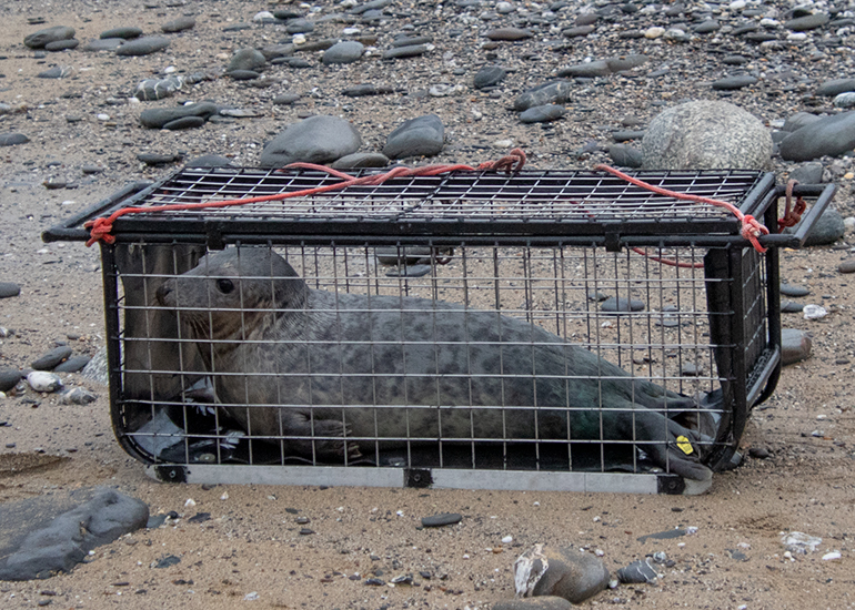 Seal Release - 24th December 2025