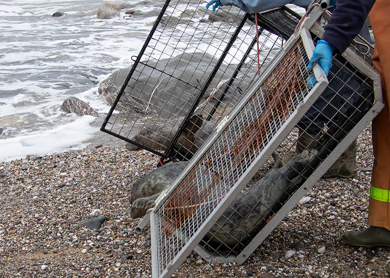 Seal Release - 24th December 2025