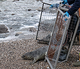 Seal Release - 24th December 2025
