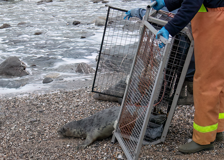 Seal Release - 24th December 2025