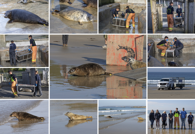 Seal Release - 27th April 2026