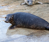 Seal Release - 27th  April  2026