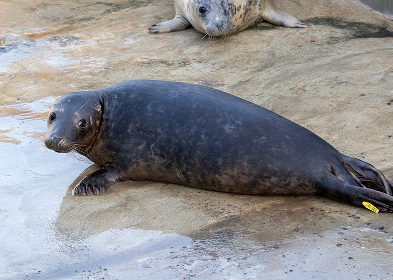 Seal Release - 27th April 2026