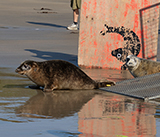 Seal Release - 27th  April 2026