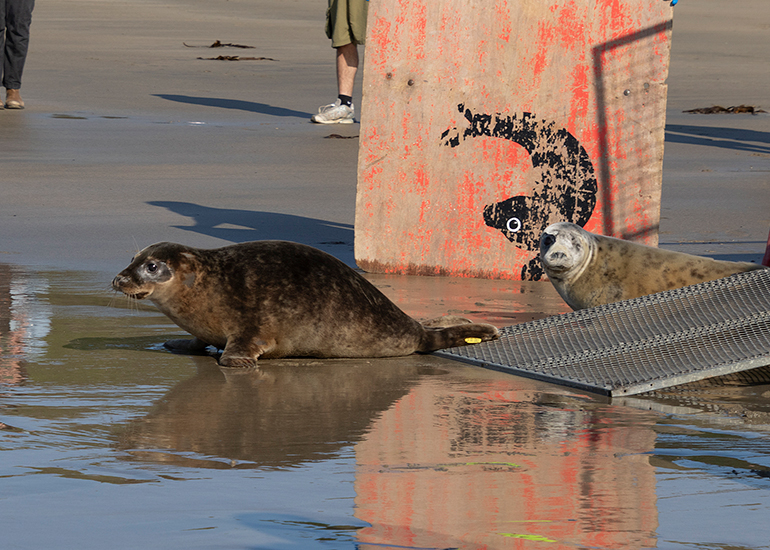 Seal Release - 27th April 2026