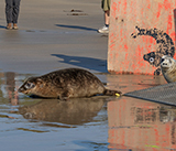 Seal Release - 27th  April 2026