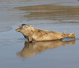 Seal Release - 27th  April 2026