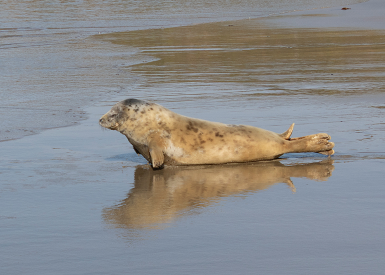 Seal Release - 27th April 2026