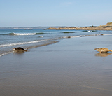 Seal Release - 27th  April 2026