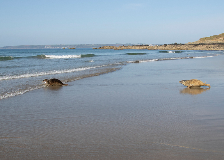 Seal Release - 27th April 2026