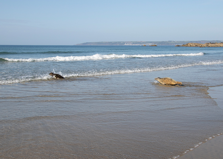 Seal Release - 27th April 2026