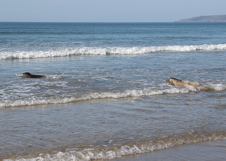 Seal Release - 27th April 2026