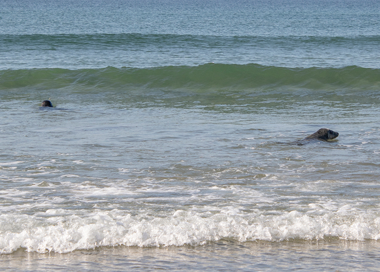 Seal Release - 27th April 2026