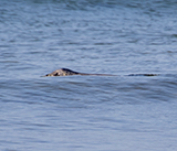 Seal Release - 27th  April 2026