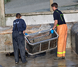 Seal Release - 27th  April  2026