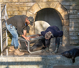 Seal Release - 28th April  2026