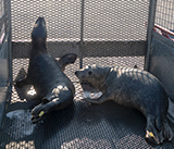 Seal Release - 28th April  2026