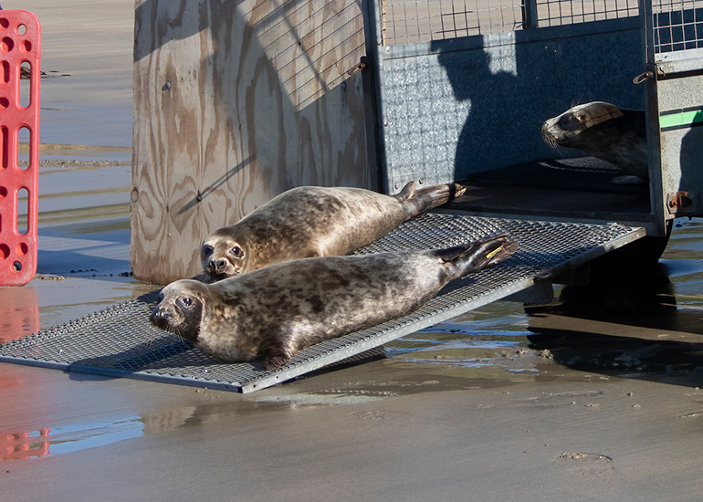 Seal Release - 28th April 2026