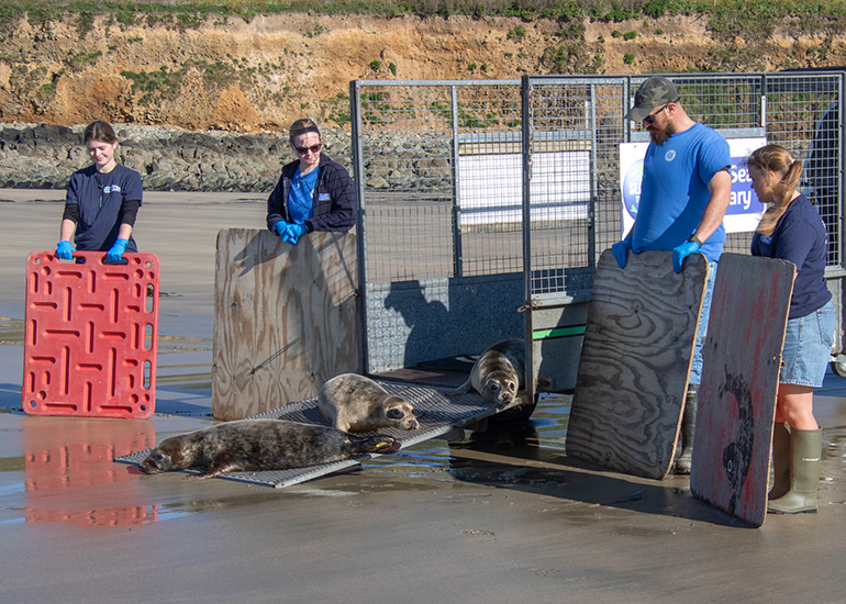 Seal Release - 28th April 2026