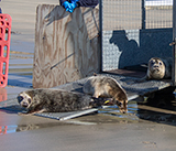 Seal Release - 28th April 2026