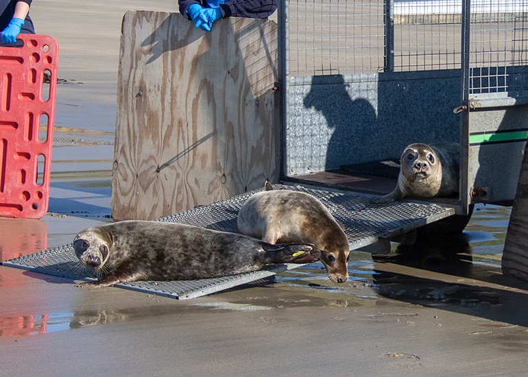Seal Release - 28th April 2026