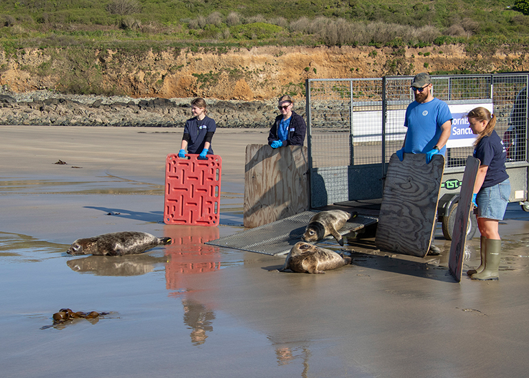 Seal Release - 28th April 2026