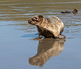 Seal Release - 28th April 2026