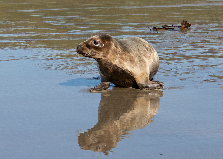 Seal Release - 28th April 2026