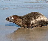 Seal Release - 28th April 2026