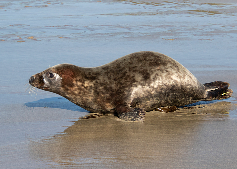 Seal Release - 28th April 2026
