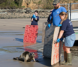 Seal Release - 28th April 2026