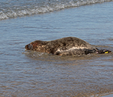 Seal Release - 28th April 2026