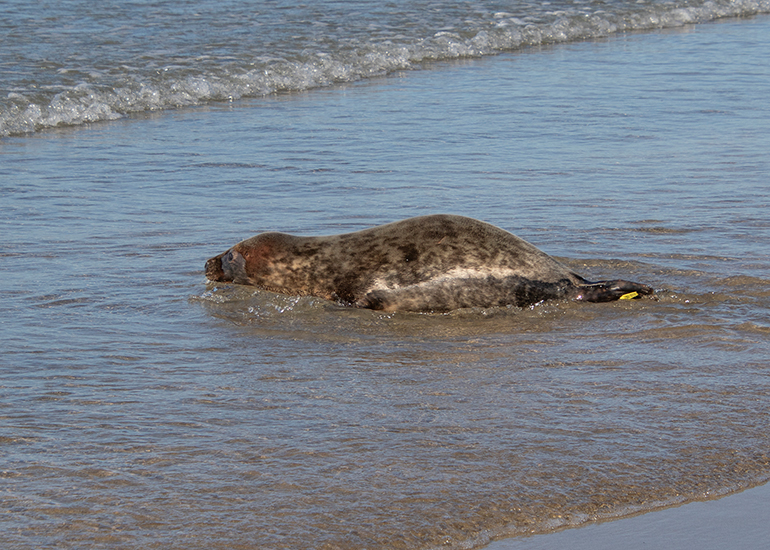 Seal Release - 28th April 2026