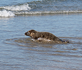 Seal Release - 28th April 2026
