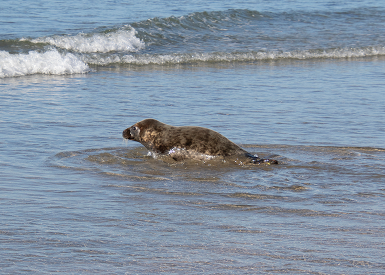 Seal Release - 28th April 2026