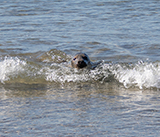 Seal Release - 28th April 2026