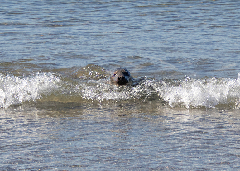 Seal Release - 28th April 2026