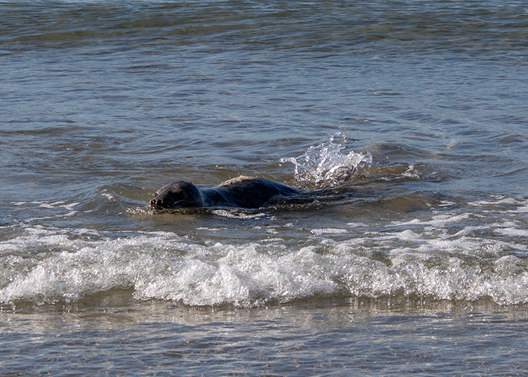 Seal Release - 28th April 2026