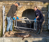 Seal Release - 28th April  2026