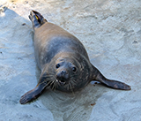Seal Release - 28th April  2026