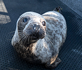 Seal Release - 28th April  2026