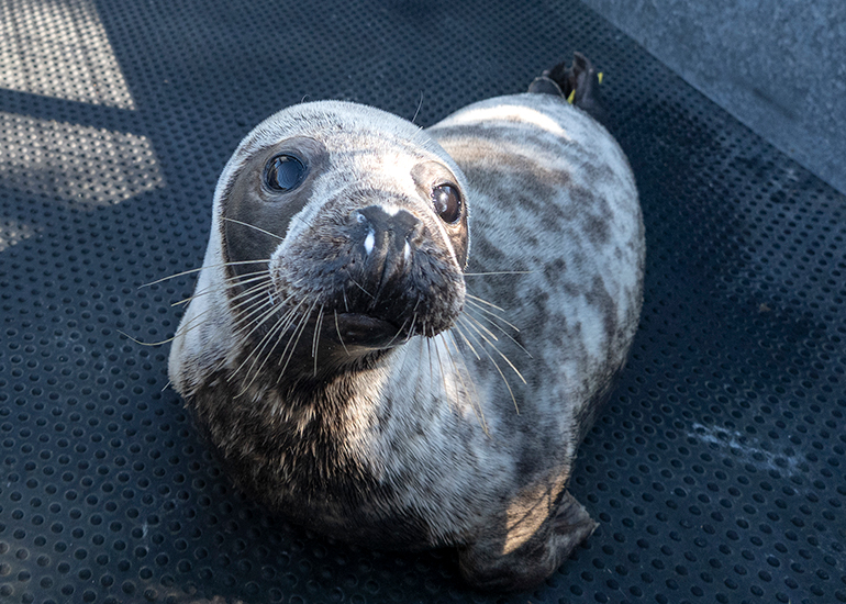 Seal Release - 28th April 2026