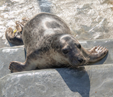 Seal Release - 30th April 2025