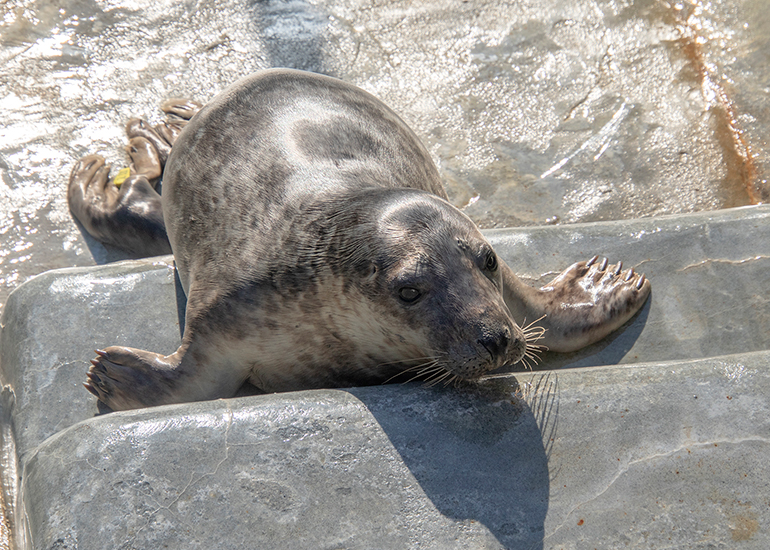 Seal Release - 30th April 2025